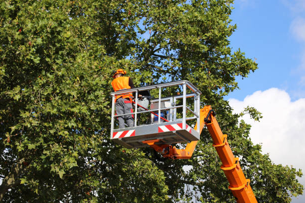 Best Tree Trimming and Pruning  in Dewitt, AR